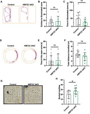 KMT2C knockout generates ASD-like behaviors in mice